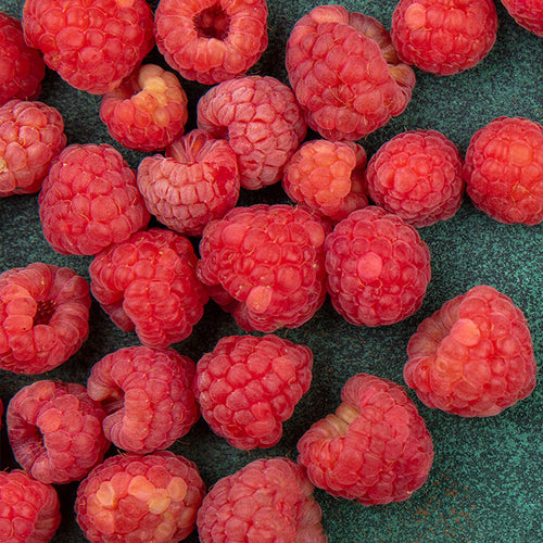 framboises bio longue conservation