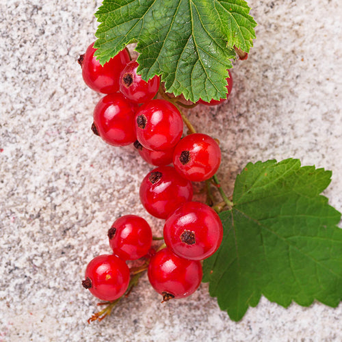 groseilles bio longue conservation