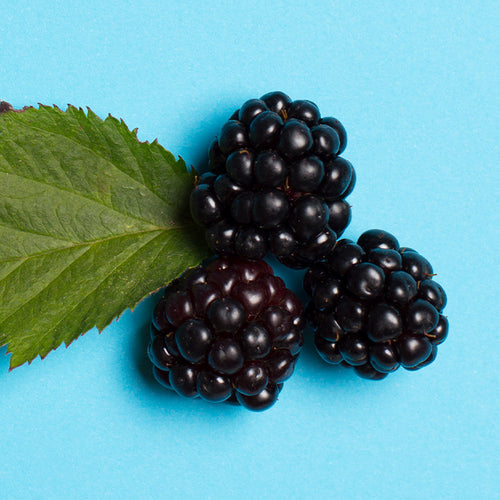 mûres bio longue conservation